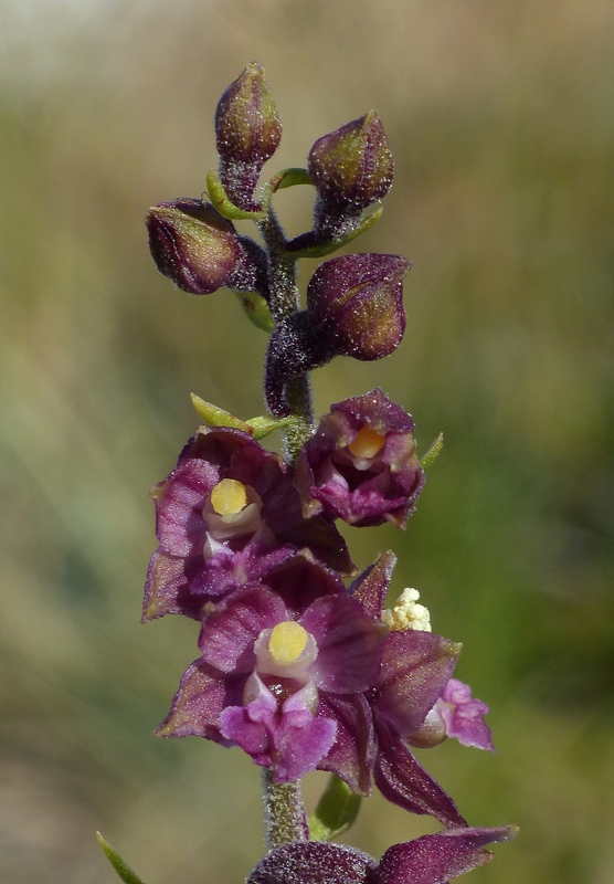 Le belle Epipactis sulle praterie di Campo Imperatore (AQ)  luglio 2025.
